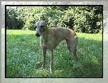 Whippet, zielone, licie